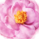 nuxe-hair-prodigieuse-creme-1.png